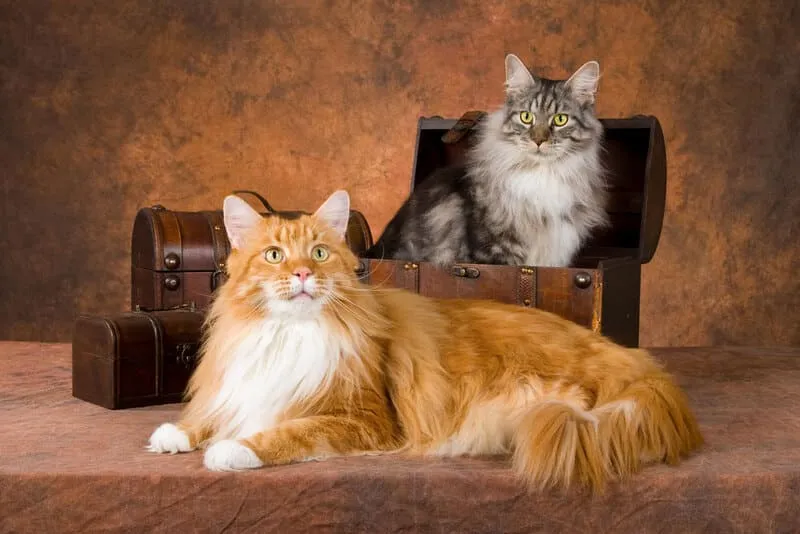 Maine Coon - Nữ Hoàng của Thế Giới Mèo