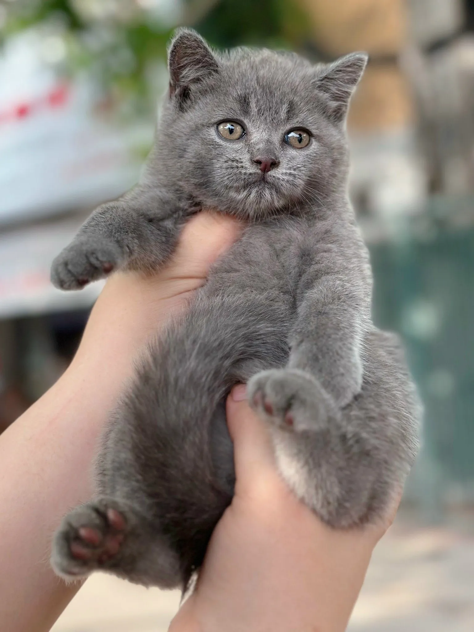 Mèo Anh lông ngắn (British Shorthair)