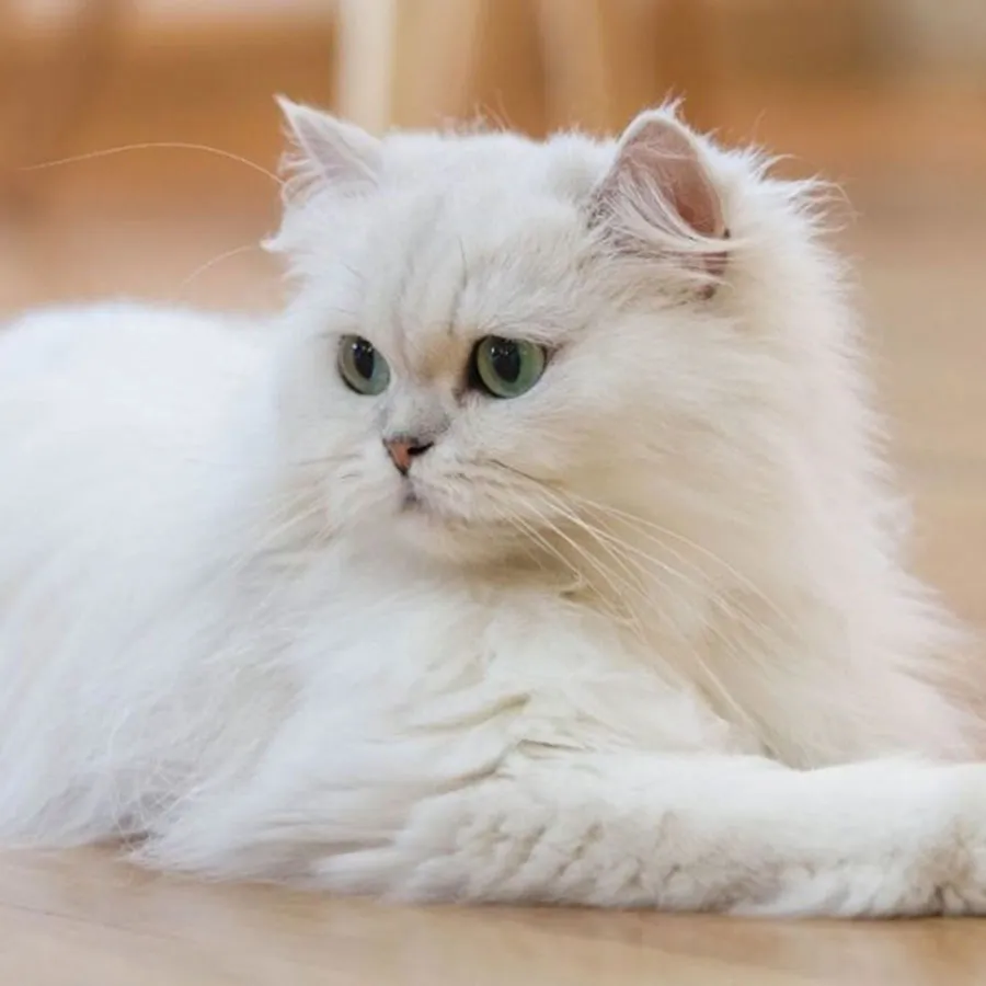 Mèo Ba Tư (Persian Longhair)