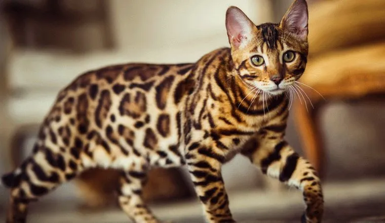 Mèo Bengal