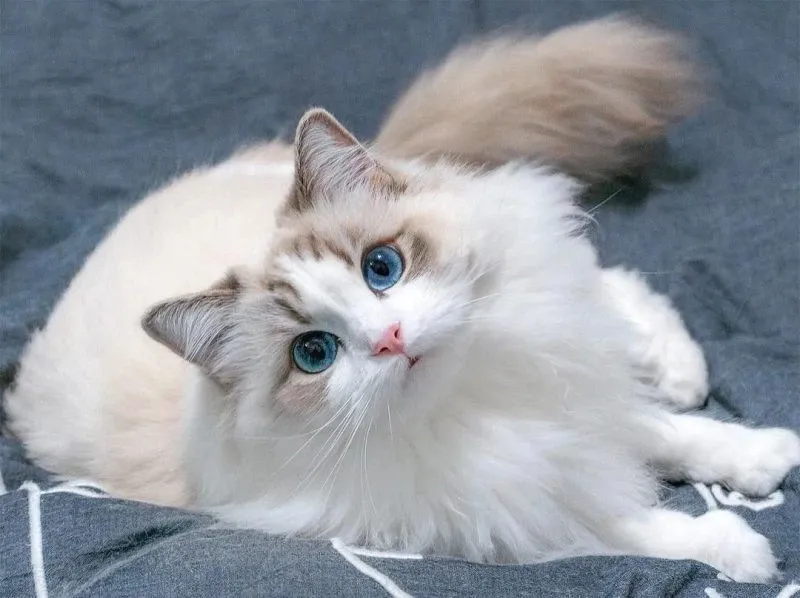 Mèo Ragdoll