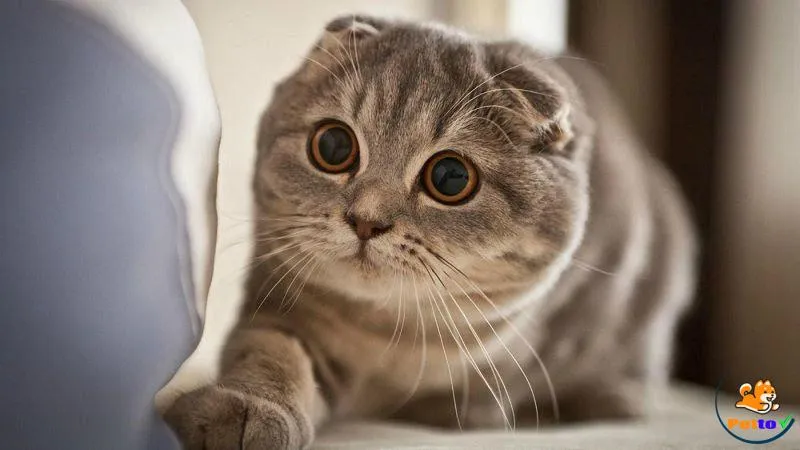 Mèo Scottish tai cụp (Scottish Fold)